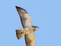 Q0I5306c  Swainson's Hawk (Buteo swainsoni) - light juvenile